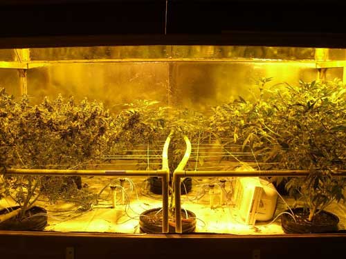 www.growweedeasy.com