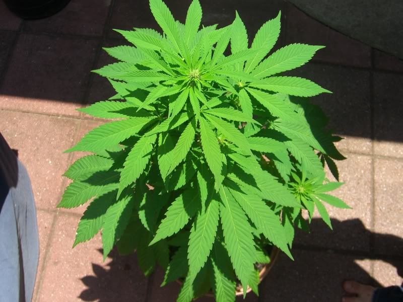 marijuana005.jpg