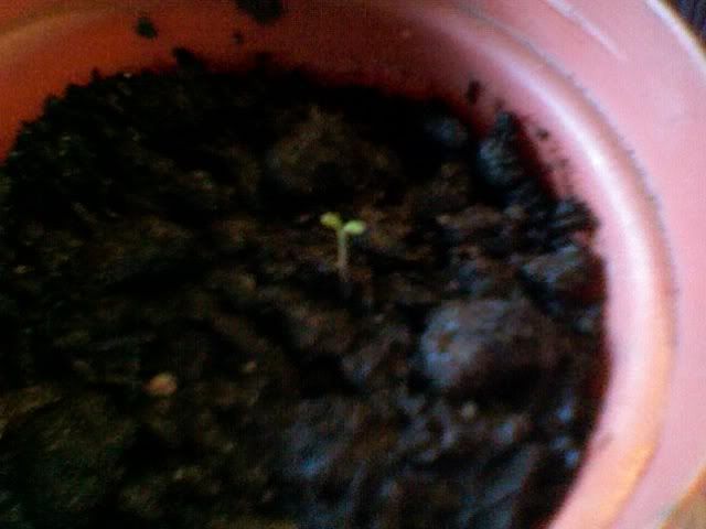 Photo795.jpg