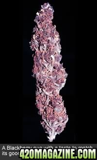 grow_purple5_2001.jpg