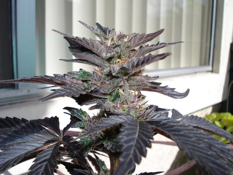 plant090.jpg