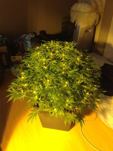 IMG-20130417-WA0005_zps4afc1cc8.jpg