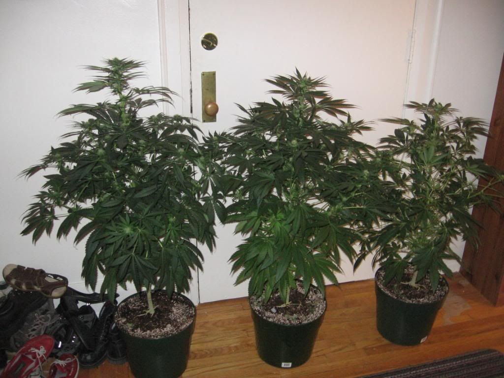 growop080.jpg