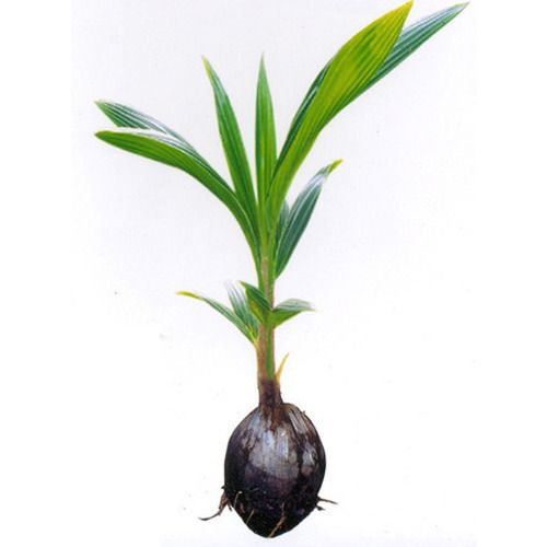 coconut-plant-500x500.jpg