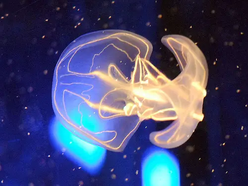 comb-jelly-ctenophore.jpg
