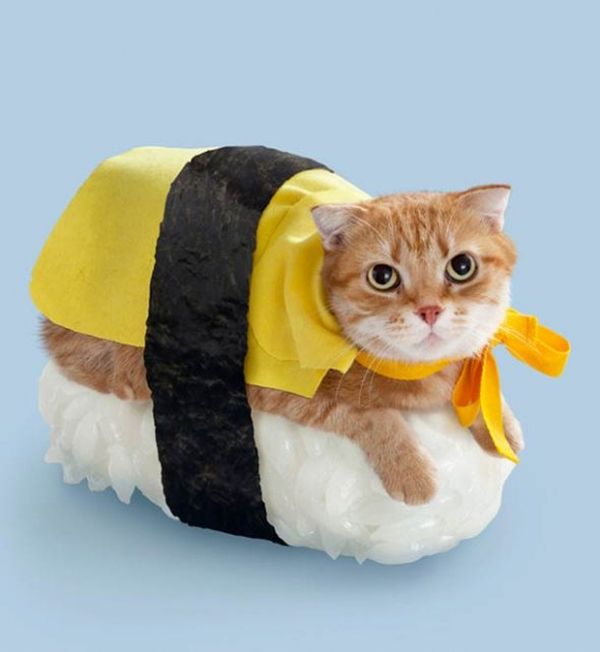 sushi-cats_2.jpg