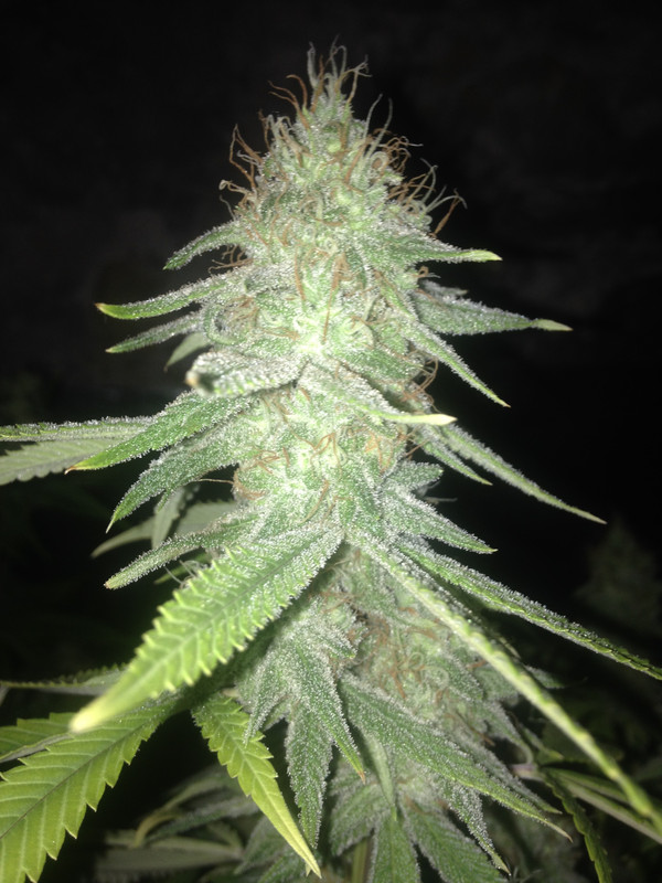 GFC_NUG_20g.jpg