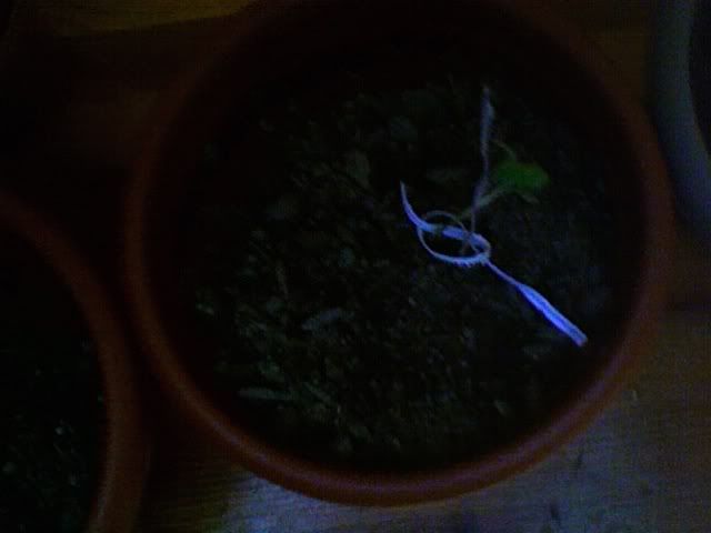 Photo140.jpg