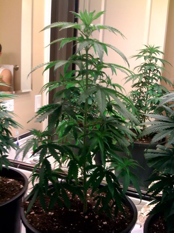 Plant3.jpg
