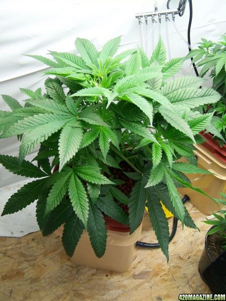 sour_kush1.JPG