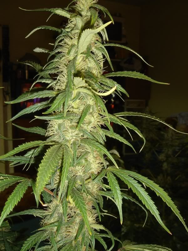 Pistils005.jpg