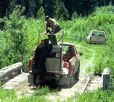 how_not_to_release_a_bear_06.jpg