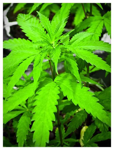 weed1.jpg