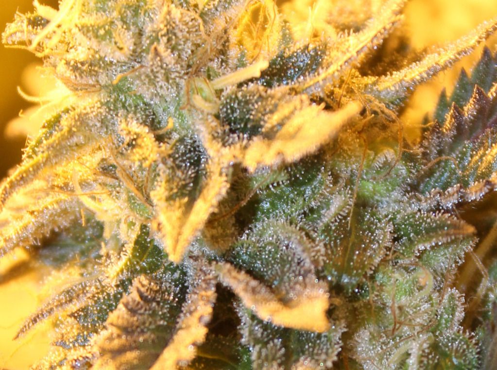 THC.jpg