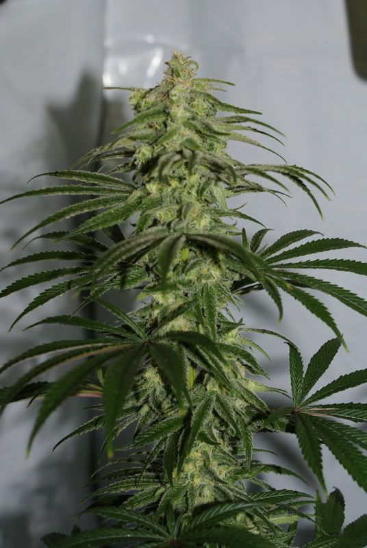 PlantBwhole1.jpg