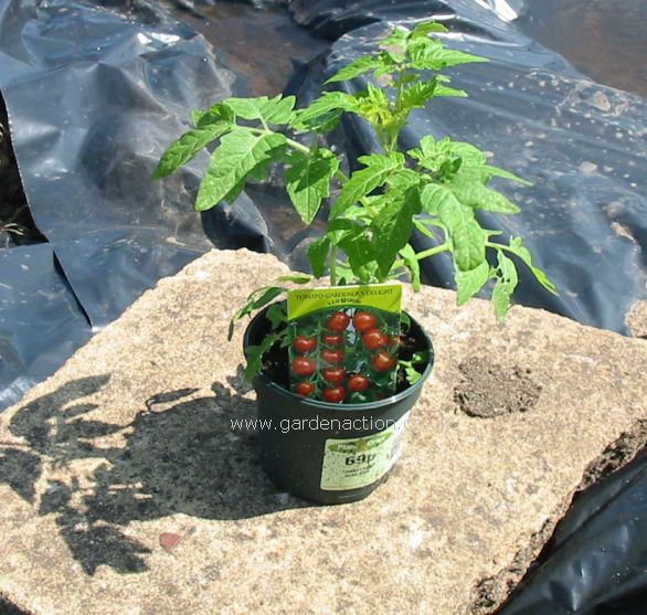 plant-tomato-1-mine.jpg
