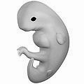 6_weeks_pregnant.png