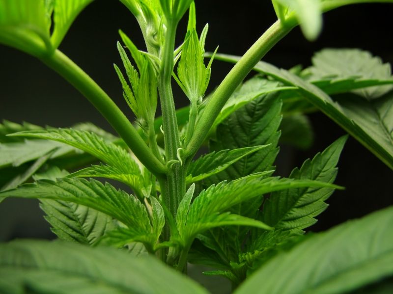pistils_zpsasqgda1i.jpg