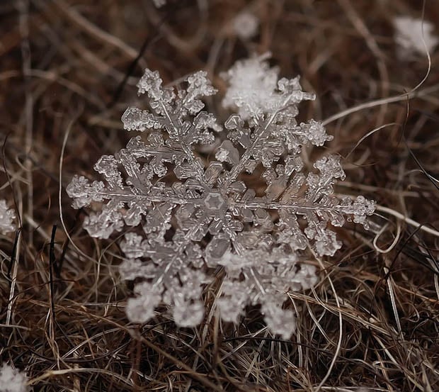 macrosnow-9.jpg