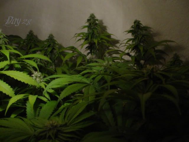 DSC00165-1.jpg