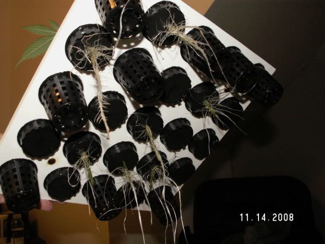 PICT0011.jpg