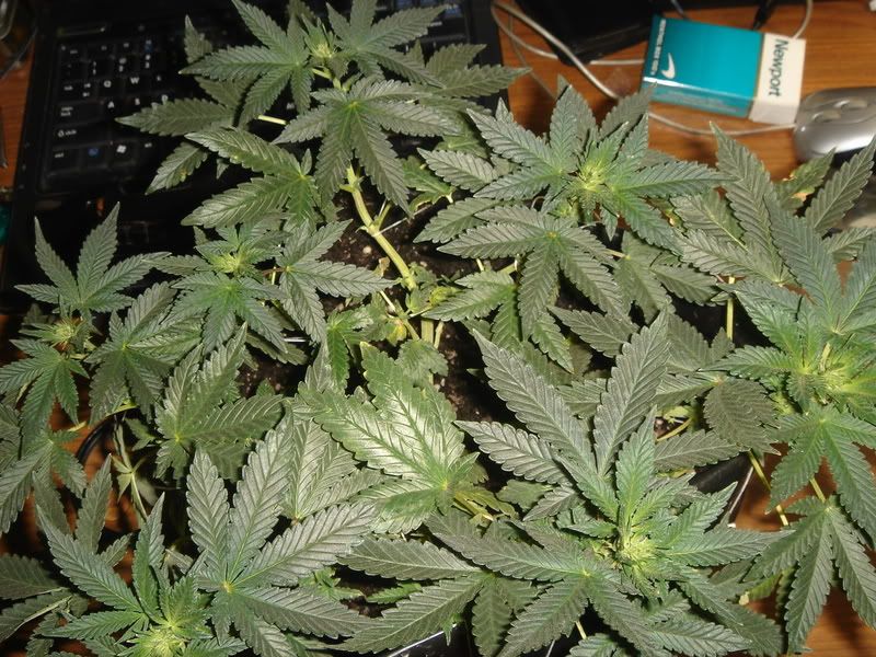 10-7-08011.jpg