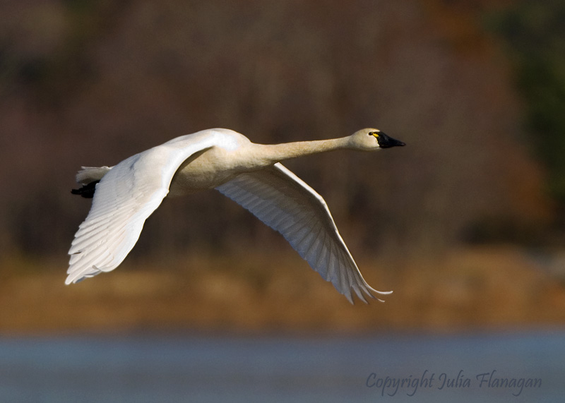 TundraSwan_800Pix.jpg