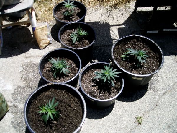 potted.jpg