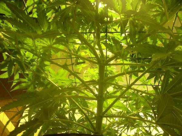 super-skunk-scrog-under.jpg