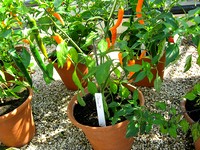 chilli-pots.jpg