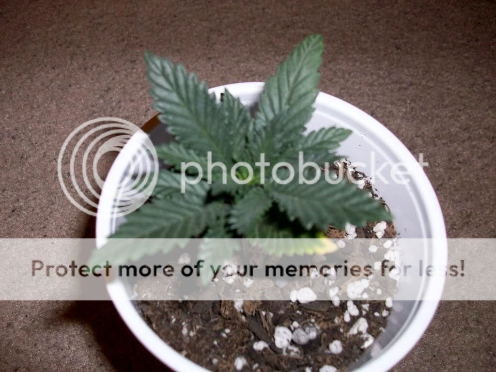 Weed3.jpg