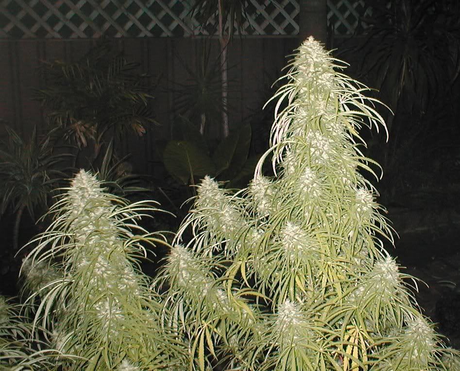 canna4.jpg
