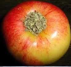 apple-pipe.jpg