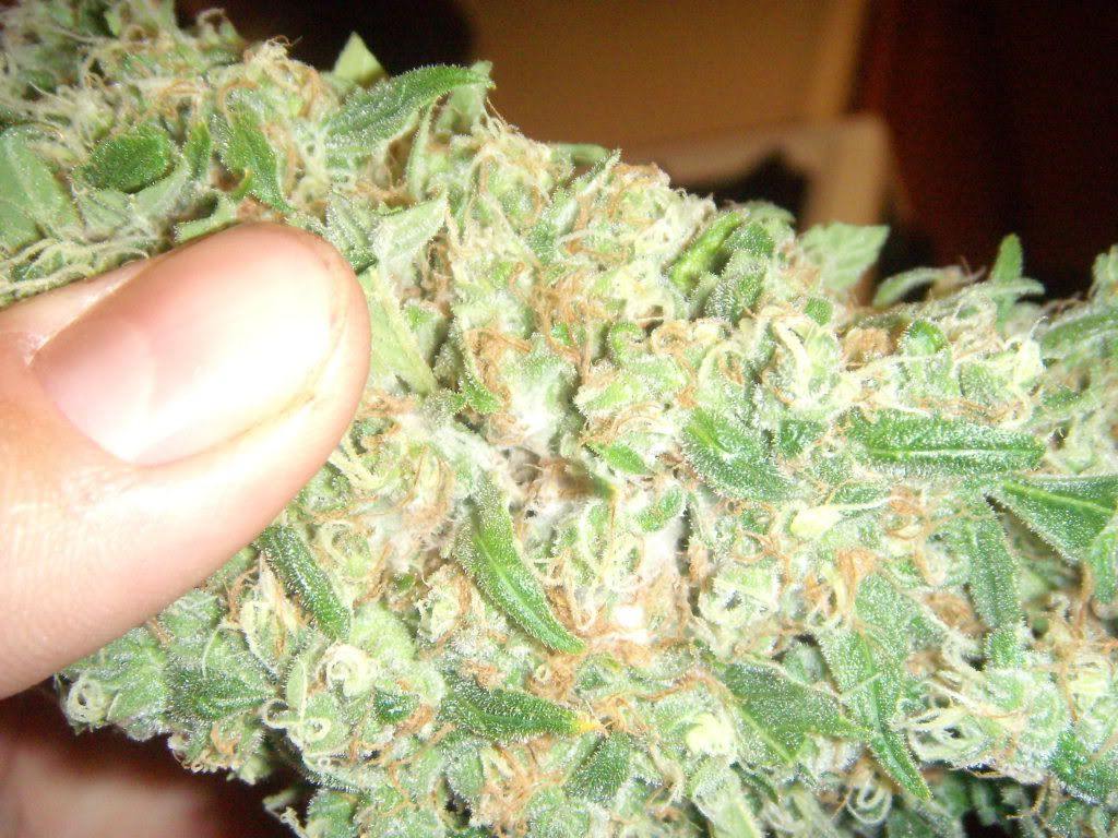 DSCN1026.jpg