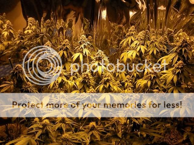 dablackberry.jpg