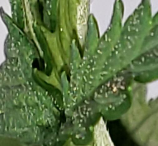 bugs3122.jpg