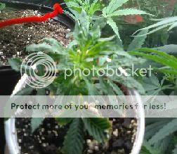 plant.jpg