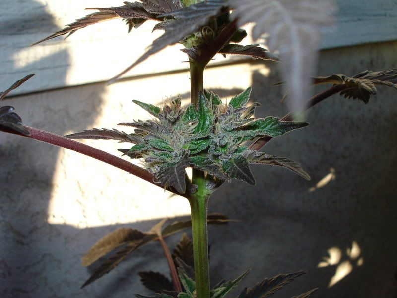 plant052.jpg