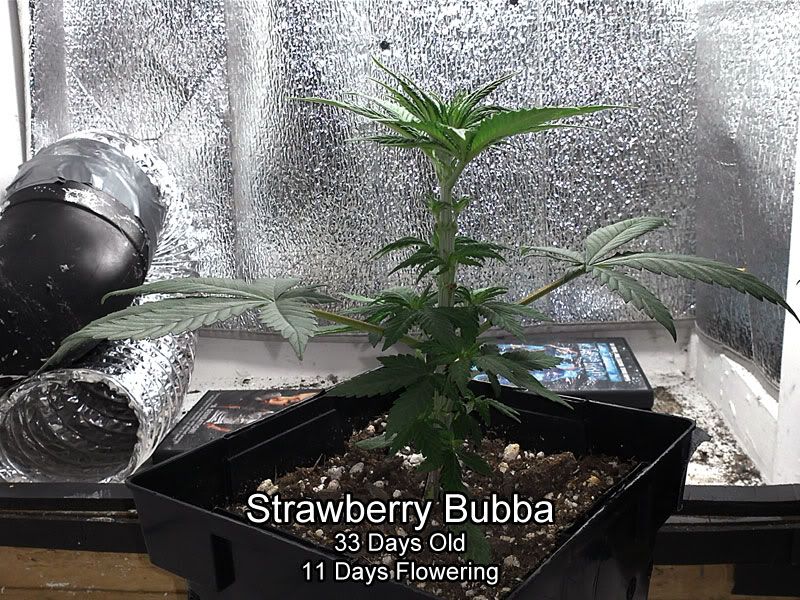 bubba-1.jpg