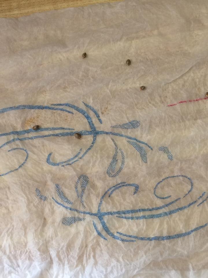 Germination_Banana_Crack_2.jpg