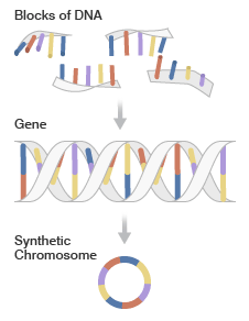 chromo_slide2_226.gif