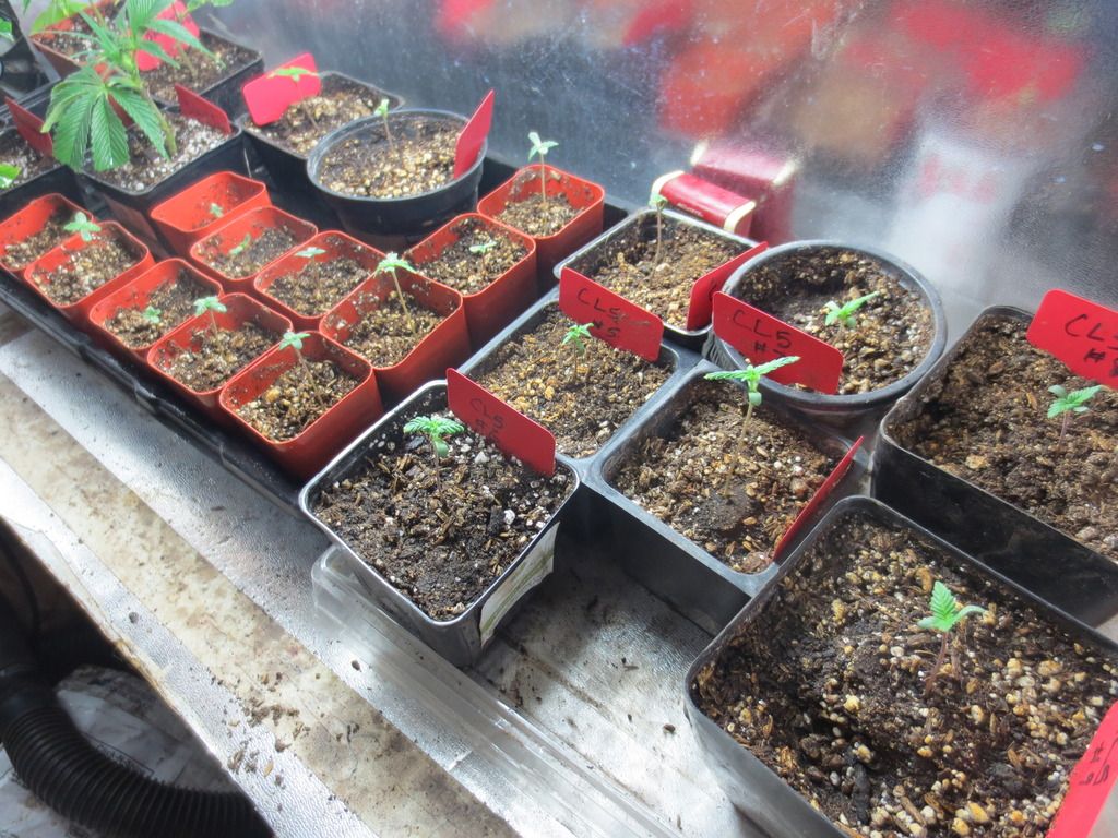 CL5andLocktiteSeedlings_zpsggsqezvl.jpg