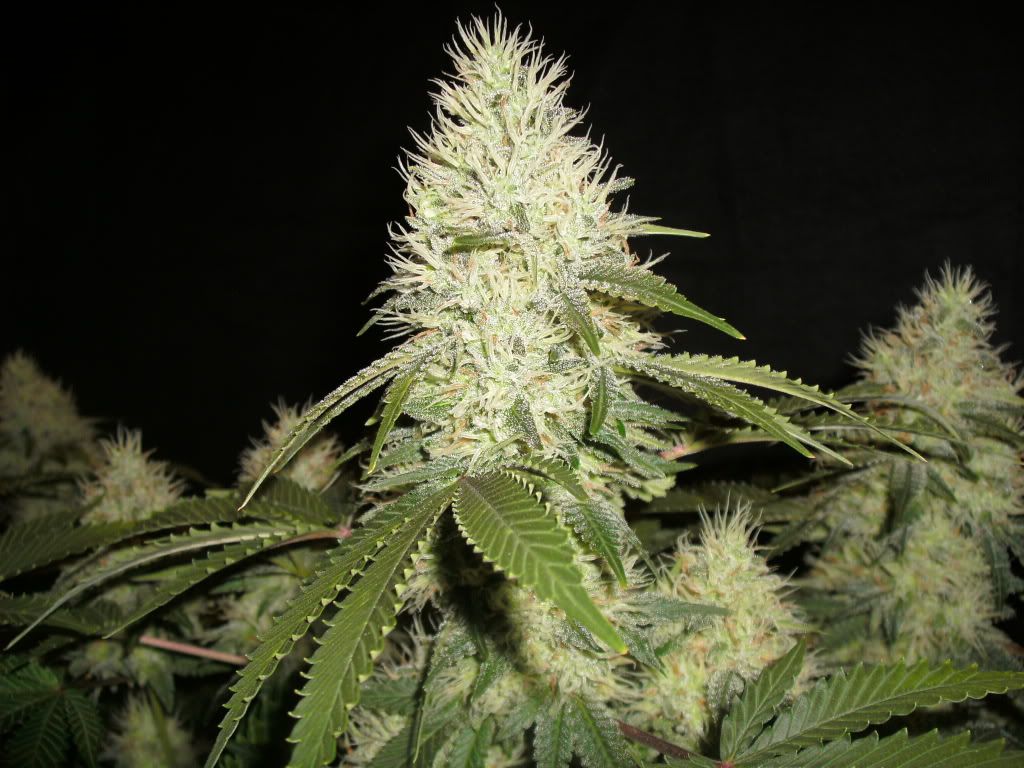 GEDC0243.jpg