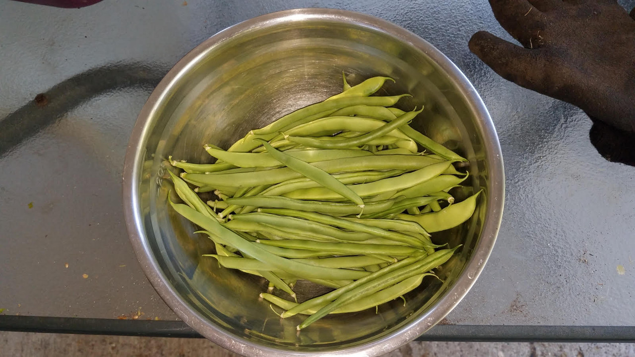 beans09012021.jpg