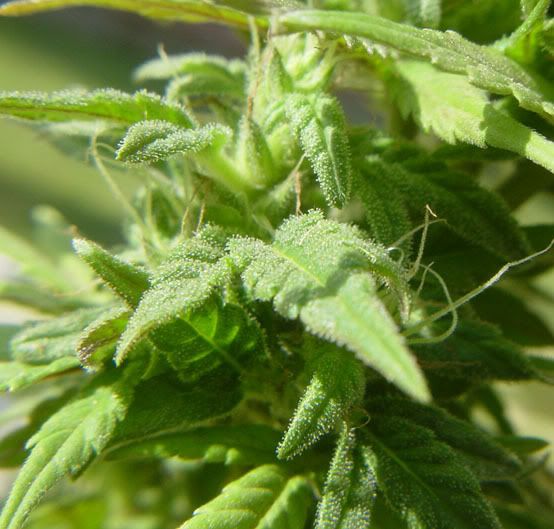 Trichomes.jpg