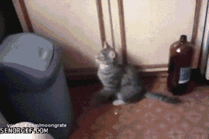 tumblr_mz9a00bEuM1shf8zxo1_400.gif
