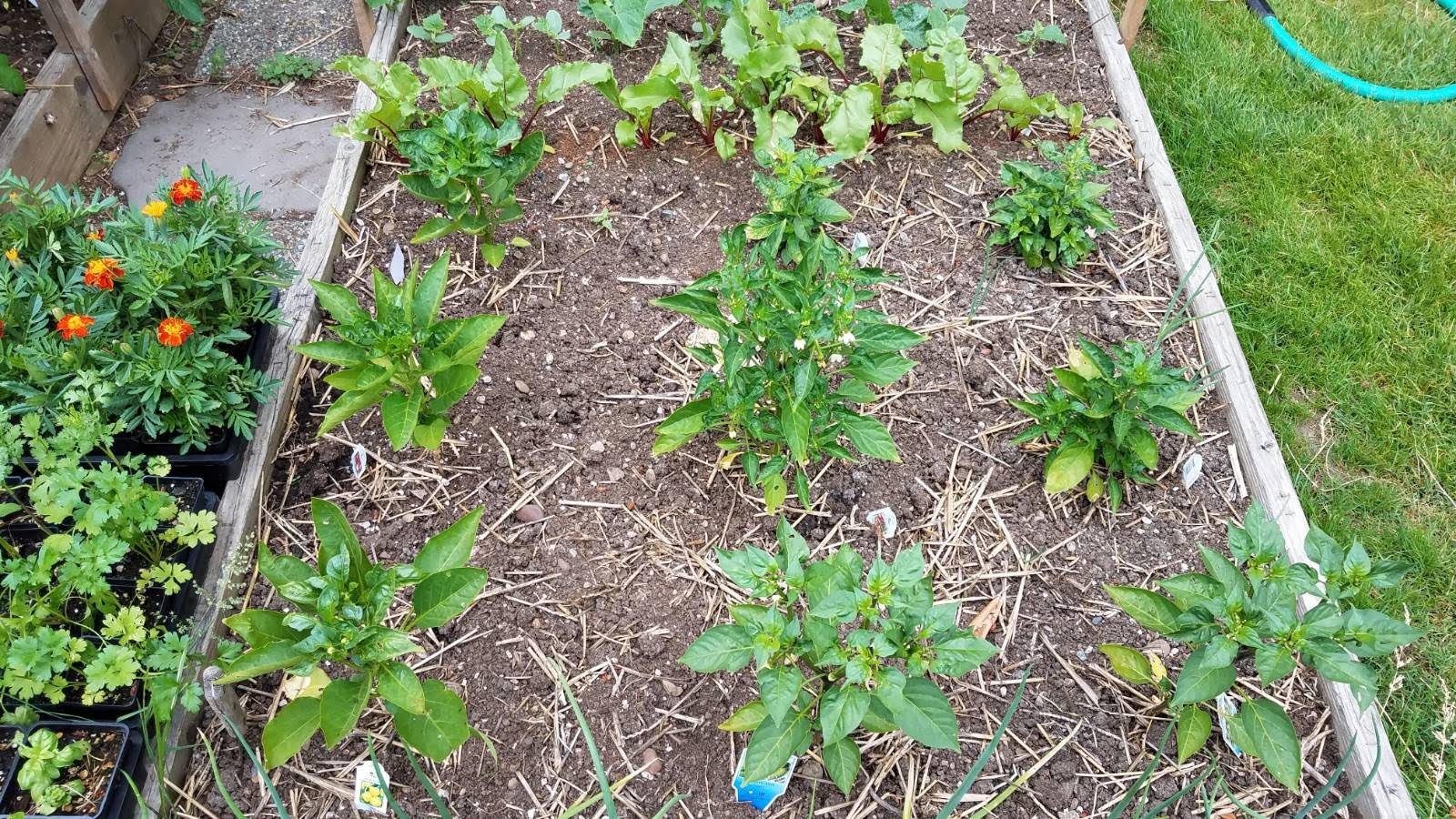 peppers615a.jpg