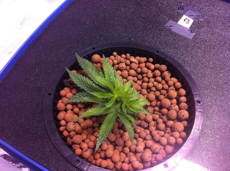 plant2end.jpg