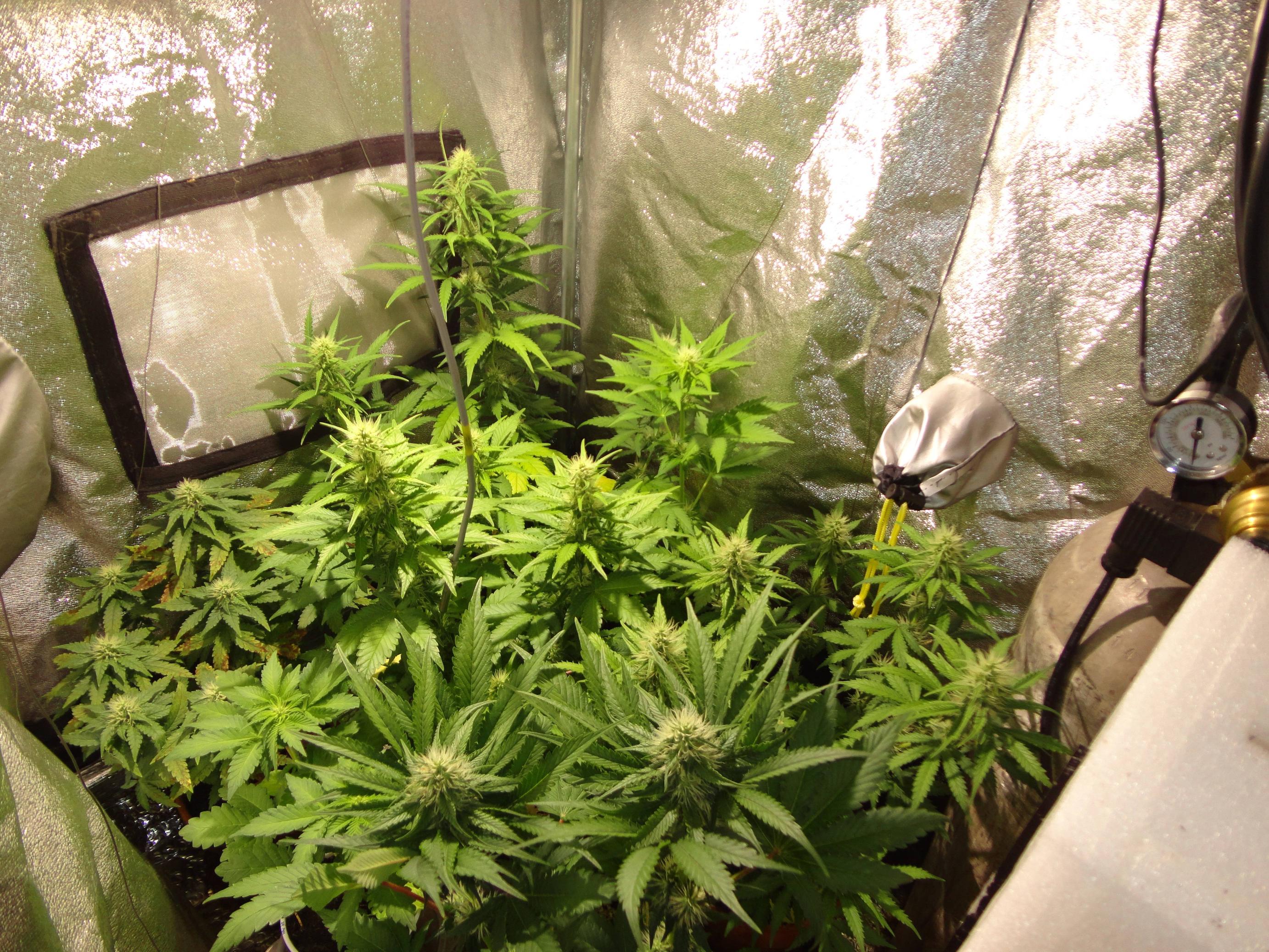 CCg8Gid.jpg