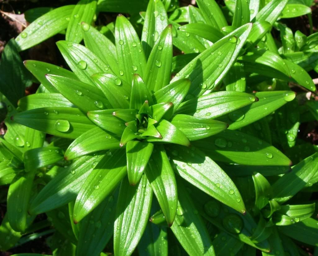 LilyLeaves.jpg